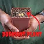 Venus Fly Trap 'daddy Long Legs' - Dormant Plant. 7.5CM Plastic Container.