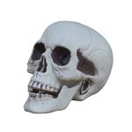 Halloween Artificial Plastic Skull