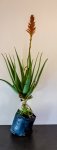 Aloe Arborescens Krantz Aloe 4KG