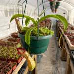 Tropical Pitcher Nepenthes 'ventricosa X Spathulata' - Older Plant In 21CM Hanging Basket