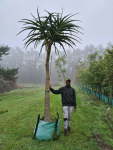 Aloidendron Barberae 250LT Tree Extra Large