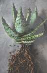 Dark Roots Artwork - 88CM X 124CM