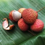 Lychee Concentrate - 100ML
