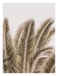 Desert Palm Art Print - A1