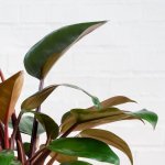 Philodendron - Congo Rojo - 14CM Nursery Pot