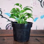 MINI Monstera - Bushy - 13CM Nursery Pot Small Plant