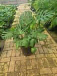 Delicious Monster 35CM Pot