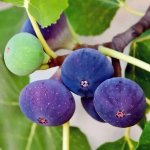 Adams Fig Tree 19CM Pot