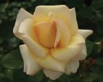 Rhona Lya Hybrid Tea Rose 5LT