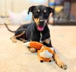 Kikkerland Flying Fox Dog Toy