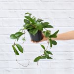 Hoya Carnosa - 12CM Nursery Pot
