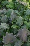 Simply Salad - Kale Storm Seed - 100 Multi-pellet Seed