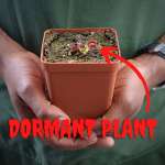 Venus Fly Trap 'blood Moon' - 2 Year Old Plant. 7.5CM Plastic Container.