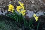 Cyrtanthus Flanaganii 4LT