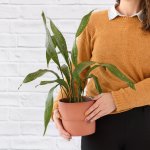 Speckled Cast Iron Plant - In Terracotta Flo Planter