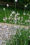 Gaura ‘sparkle White’ 17CM Pot