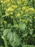 Mustard Yellow Seed - 5 G Raw Seed