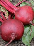 Beetroot Crimson Globe Seed - 10 G Raw Seed