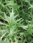 Mizuna Seed - 5 G Raw Seed