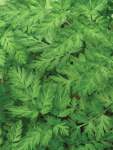 Chervil Common Seed - 5 G Raw Seed
