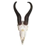 Springbok Skull With Horns White And Brown 40CM