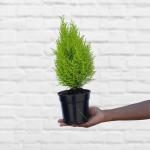 Festive Cypress Tree - 14CM Nursery Pot