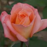 Beach Girl Hybrid Tea Rose 5LT