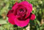 Kovsie Roos Rose 5LT