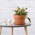 Hoya Krimson Queen - 14CM In 17CM Azalea Terracotta With Saucer