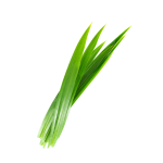 Pandan Concentrate - 10ML