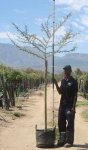 Vachellia Xanthophloea 40LT