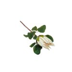Artificial Closed Protea - White