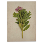 Fynbos 7 Art Print - 100CM X 150CM No Frame Print Only