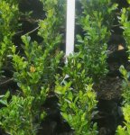 Buxus 4 Litres - 4 Litres