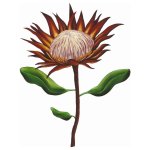 Protea Art Print