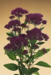Trachelium Lake Michigan Purple - 20 Pelleted Seed
