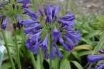 Click & Plant Online Nursery