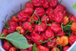 Capsicum Trinidad Scorpion - Chili - 5 Raw Seed