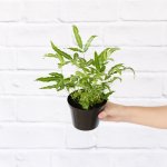 Cretan Brake Fern - 12CM Nursery Pot