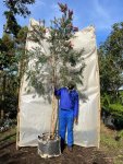 Callistemon King Park Special 70LT