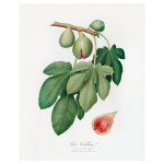 Split Fig Print