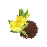 Evening Primrose Oil Seed CARRIER OILS - 10 Ml