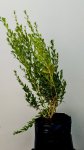Freylinia Tropica White 10LT