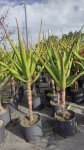 Aloe Barberae 30LT