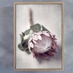 Pale Proteas 1 Art Print - A2 Framed Canvas With Natural Wood Frame