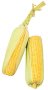 Sandveld Seeds Golden Bantam Maize - Sweet Corn