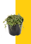 String Of Turtles Peperomia Prostrata - 12CM