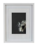 Dandelion Natural II - A3