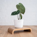 Anthurium Clarinervium - In Matt White Ceramic Planter
