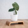 Anthurium Clarinervium - In Matt White Ceramic Planter